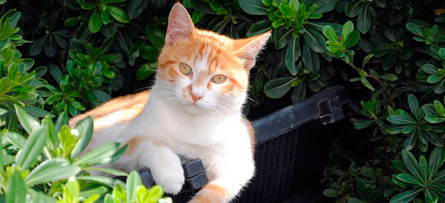 GUÍA NEKOKAMI DE PLANTAS, ÁRBOLES Y ARBUSTOS TÓXICOS PARA NUESTROS FELINOS